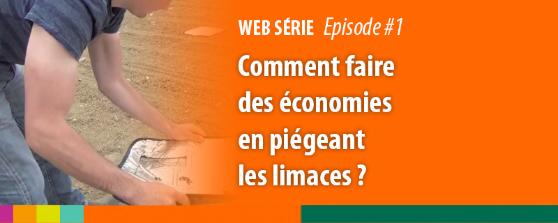 web serie anti-limaces