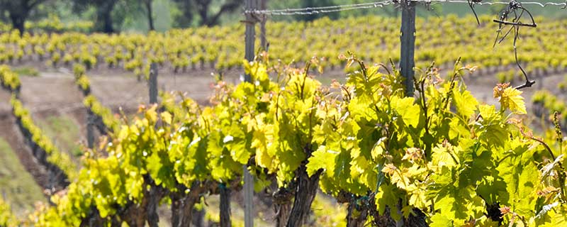 Tout savoir sur les escargots