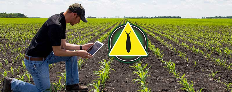 Ouverture de l observatoire en ligne limaces