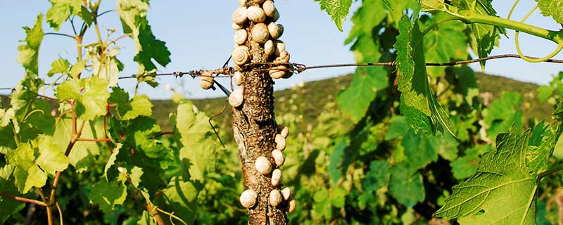 escargots dans les ceps de vignes
