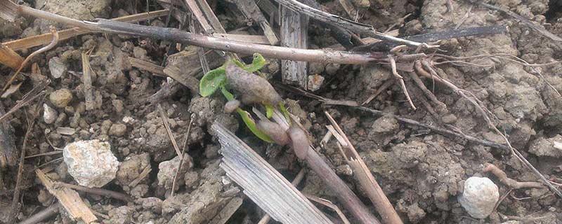 cultures de printemps risque limaces