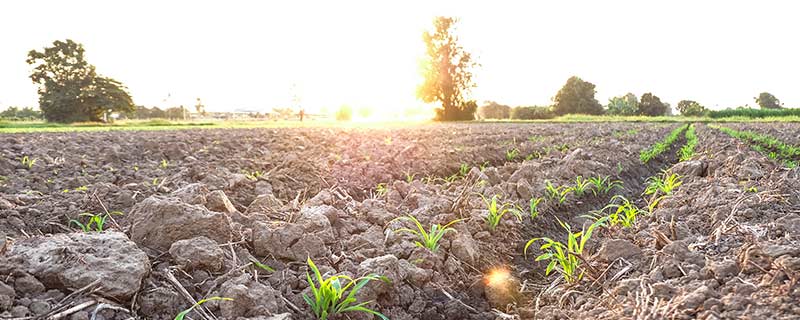 semis de printemps tournesol et maïs