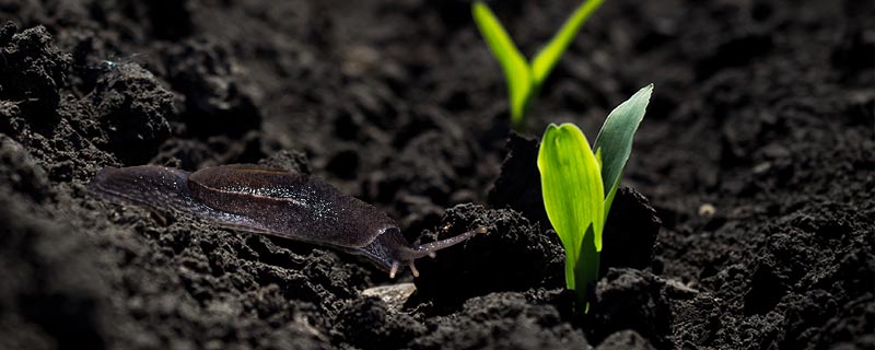 maïs et tournesols microgranulateur