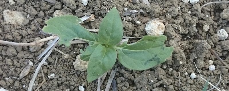 dégâts de limaces sur cultures de printemps