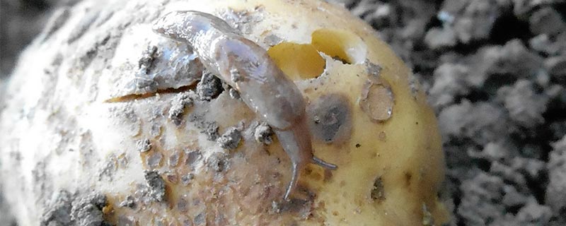 Attaque_limace_pomme_de_terre