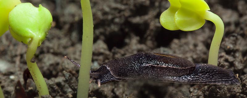 Agir face aux limaces De Sangosse