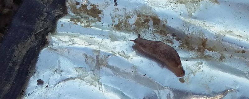 prévention des limaces dans les cultures