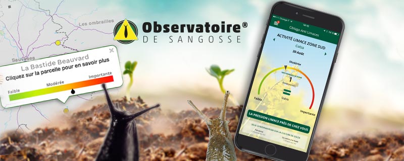 activité limaces dans les champs