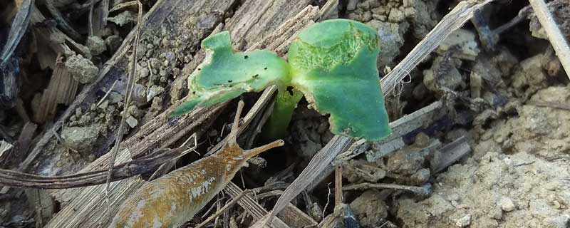 attaque limace sur plantule de colza