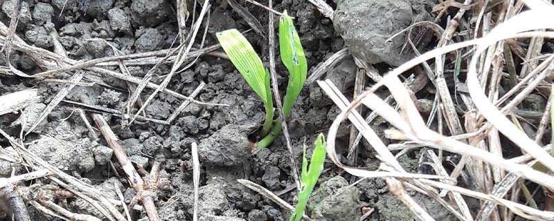 activité limaces sur blé