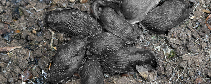 actu limaces semis céréales