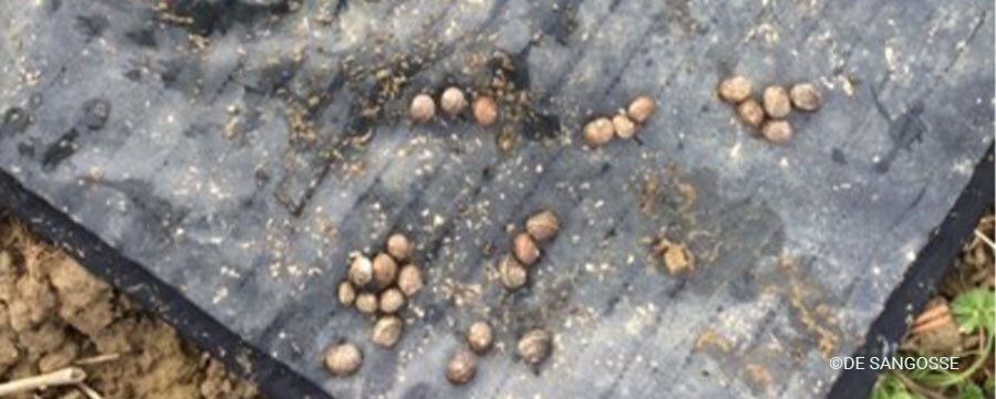 Reprise effective de l’activité escargots dans les vignes