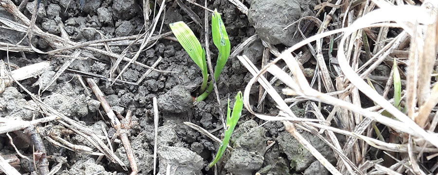 observatoire-anti-limaces-de-sangosse-23nov21