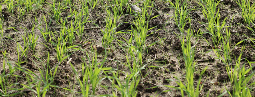 La météo ralentit le tempo des limaces et des cultures