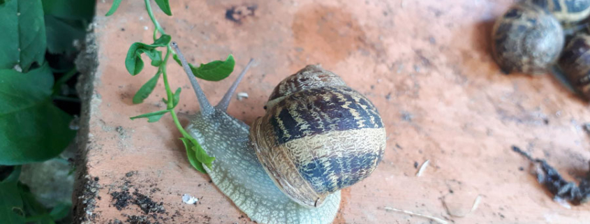 Vigne : Activité détectée du côté des escargots