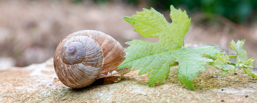 escargot-vigne-dossier technique 16mars22