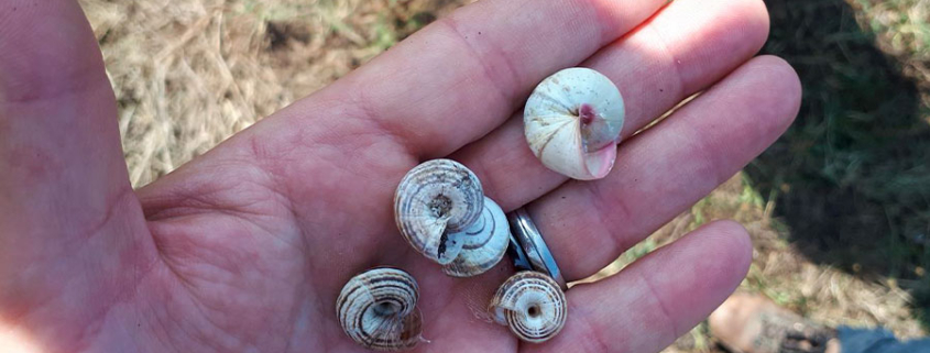 Vigne : Une accalmie du côté de l'activité des escargots