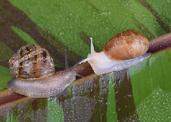 Cornu Aspersum dit "Petit Gris"