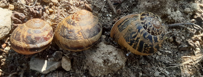 escargot vigne 16 mars