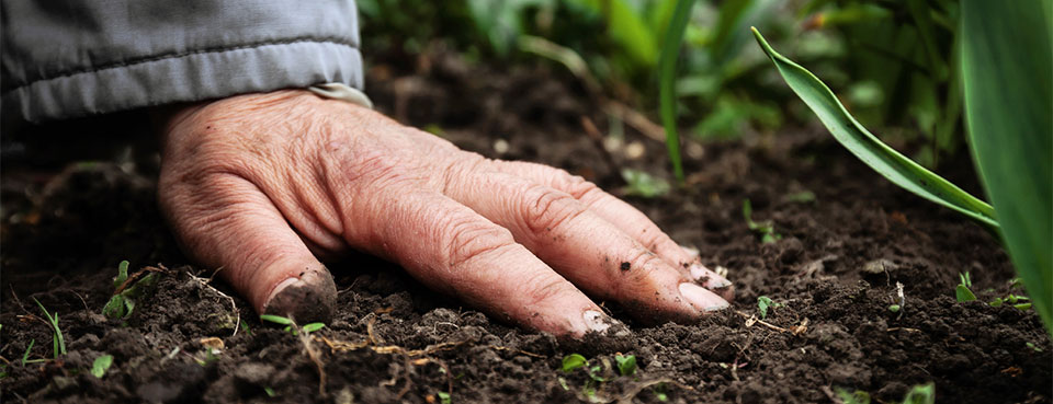 Le biocontrôle : un allié puissant dans la lutte contre les limaces